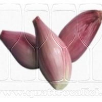 Scalogno di Romagna IGP