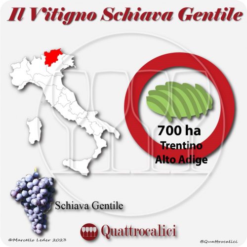 Il Vitigno Schiava gentile e la sua coltivazione in Italia