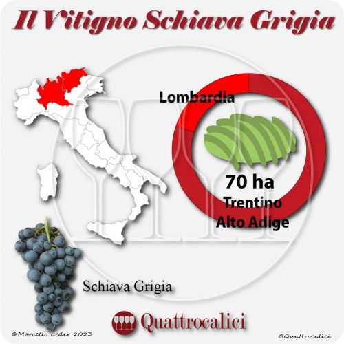 Il Vitigno Schiava grigia e la sua coltivazione in Italia