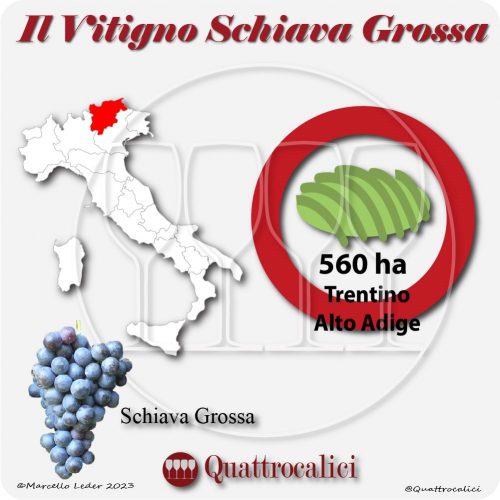 Il Vitigno Schiava grossa e la sua coltivazione in Italia
