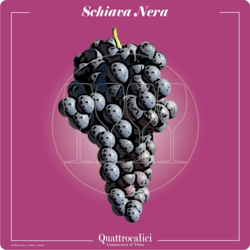 Il vitigno Schiava nera