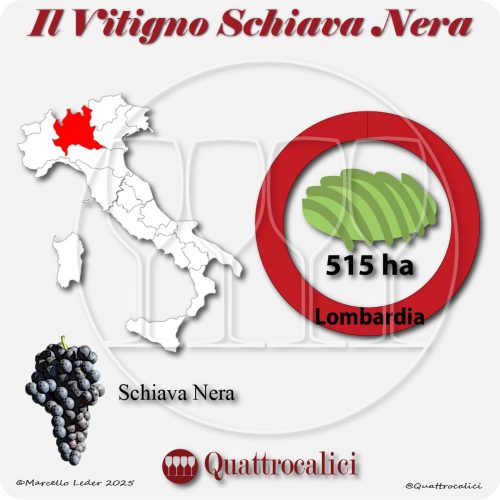 Il vitigno Schiava nera in Italia