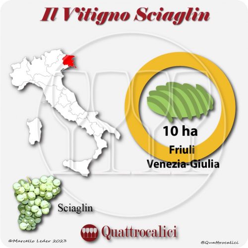 Il Vitigno Sciaglin e la sua coltivazione in Italia