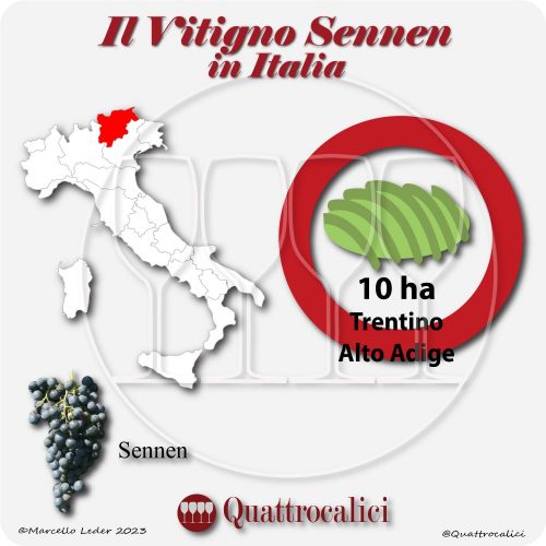 Il Vitigno Sennen e la sua coltivazione in Italia