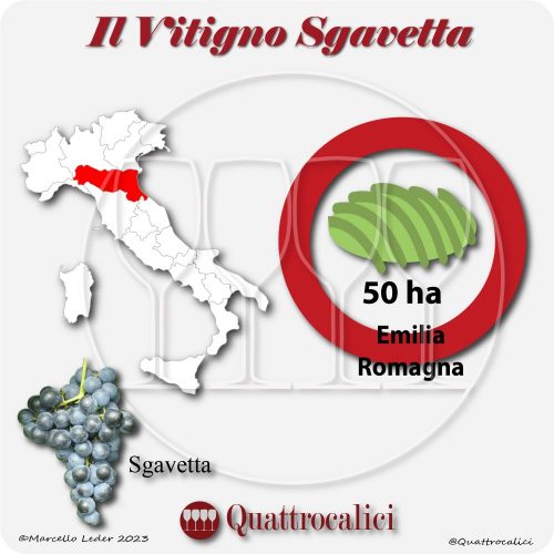 Il Vitigno Sgavetta e la sua coltivazione in Italia
