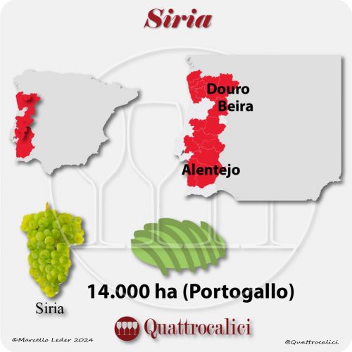 Il vitigno Siria in Portogallo