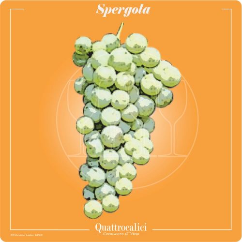 Vitigno  Spergola