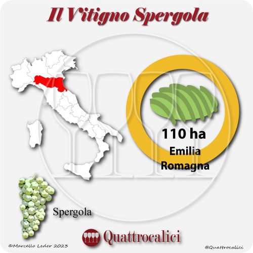 Il Vitigno Spergola e la sua coltivazione in Italia