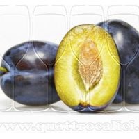 Susina di Dro DOP