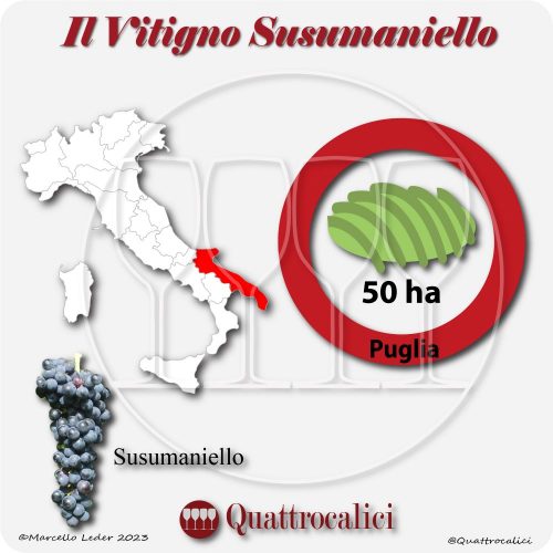 Il Vitigno Susumaniello e la sua coltivazione in Italia