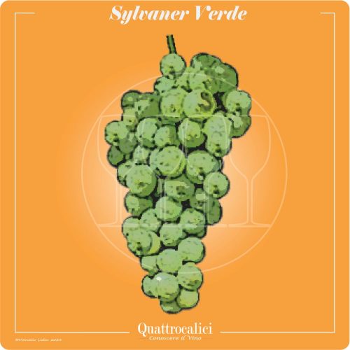 Vitigno  Sylvaner verde