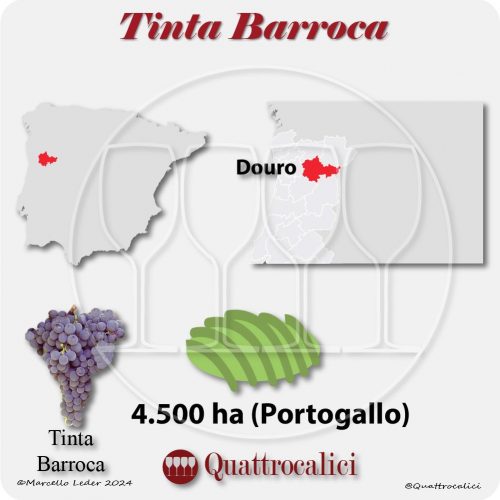 Il vitigno Tinta barroca in Portogallo