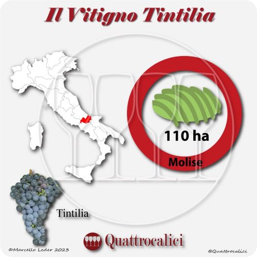 Il Vitigno Tintilia e la sua coltivazione in Italia