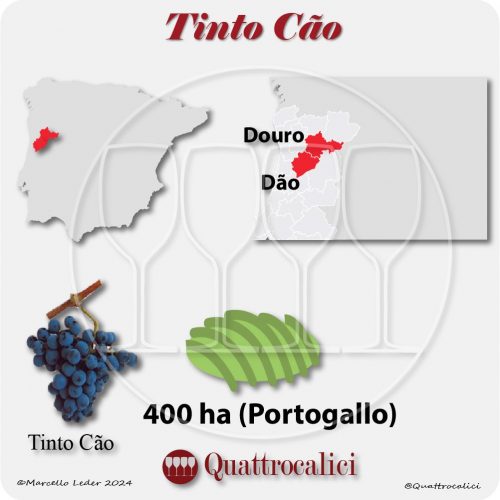 Il vitigno Tinto Cão in Portogallo