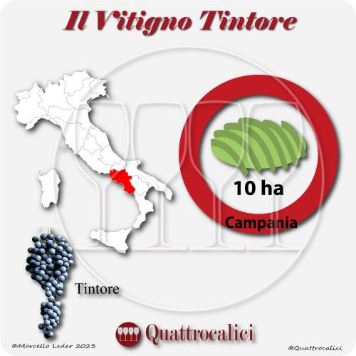Il vitigno tintore e la sua coltivazione in Italia