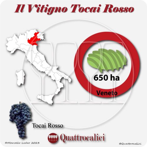 Il Vitigno Tocai rosso e la sua coltivazione in Italia