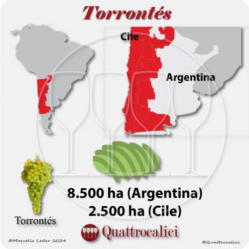 Il vitigno Torrontés in Argentina
