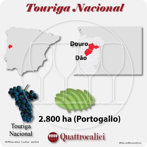 Il vitigno Touriga Nacional in Portogallo