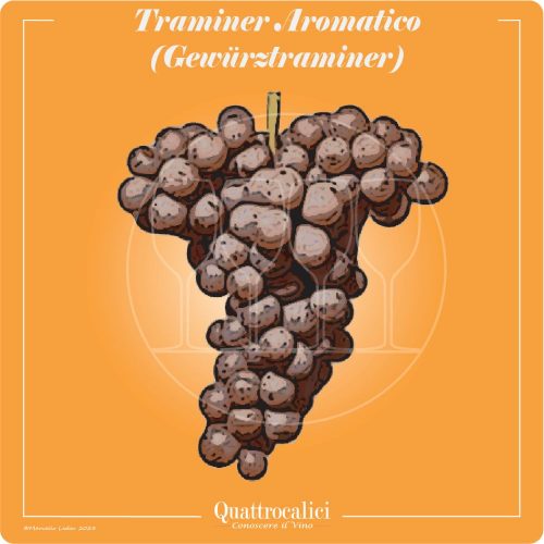 Vitigno  Traminer aromatico