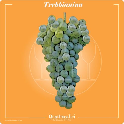 il vitigno trebbianina