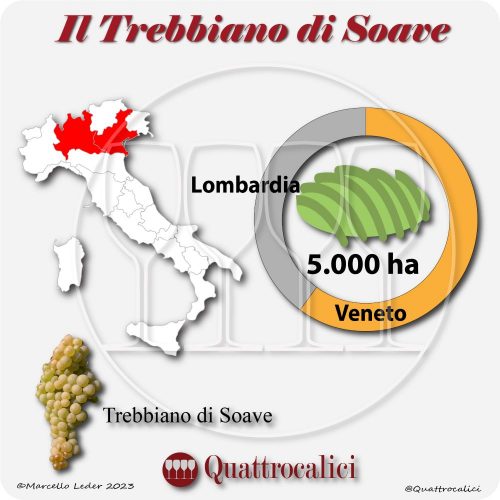 Il Vitigno Trebbiano di Soave e la sua coltivazione in Italia