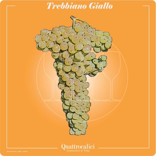 Vitigno  Trebbiano giallo