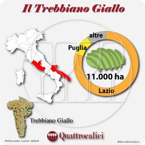 Il Vitigno Trebbiano giallo e la sua coltivazione in Italia