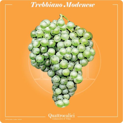 Il vitigno trebbiano modenese