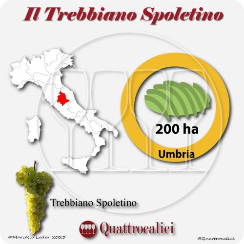 Il Vitigno Trebbiano Spoletino e la sua coltivazione in Italia