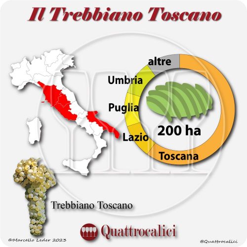 Il Vitigno Trebbiano Toscano e la sua coltivazione in Italia