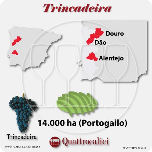 Il vitigno Trincadeira in Portogallo