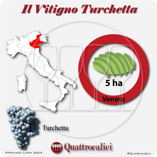 Il Vitigno Turchetta e la sua coltivazione in Italia