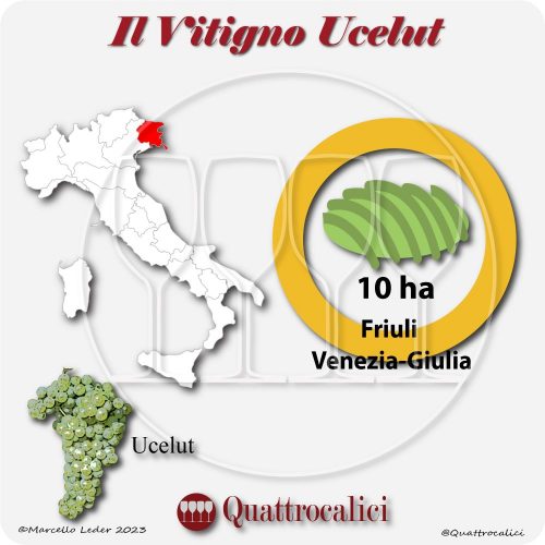 Il Vitigno Ucelut e la sua coltivazione in Italia