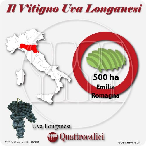 Il Vitigno Uva Longanesi e la sua coltivazione in Italia