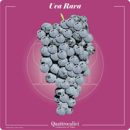 il vitigno uva rara