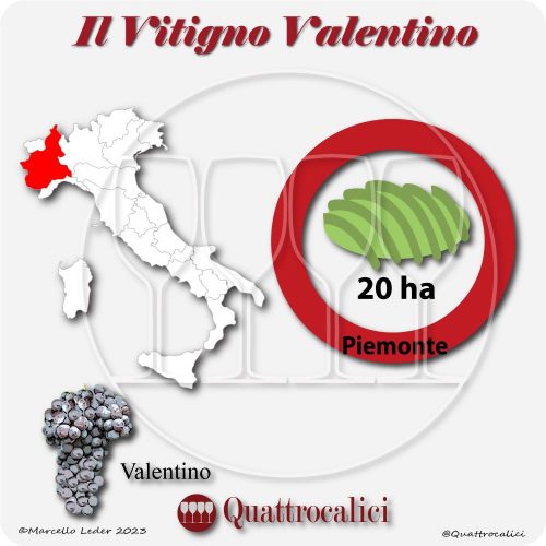 Il Vitigno Valentino e la sua coltivazione in Italia