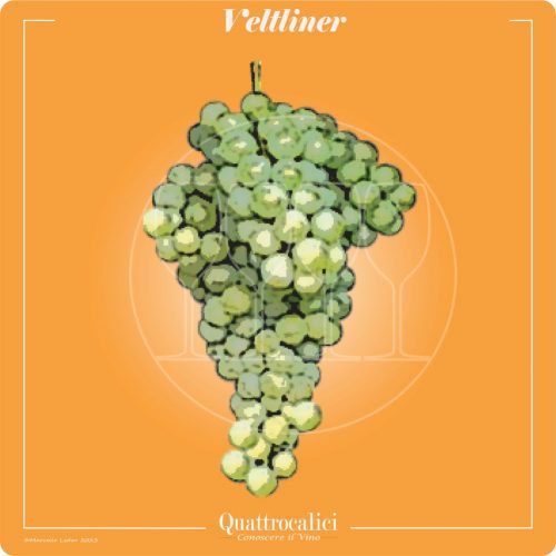 Vitigno  Veltliner