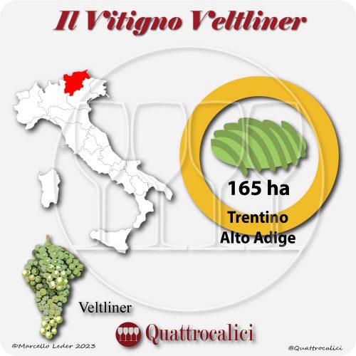 Il Vitigno Veltliner e la sua coltivazione in Italia