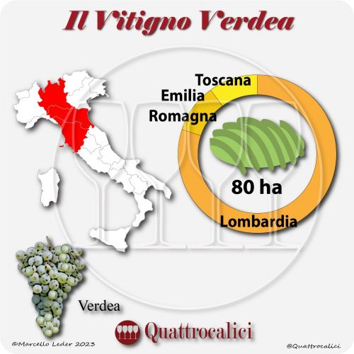 Il Vitigno Verdea e la sua coltivazione in Italia