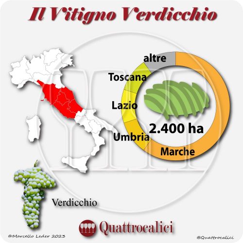 Il Vitigno Verdicchio e la sua coltivazione in Italia
