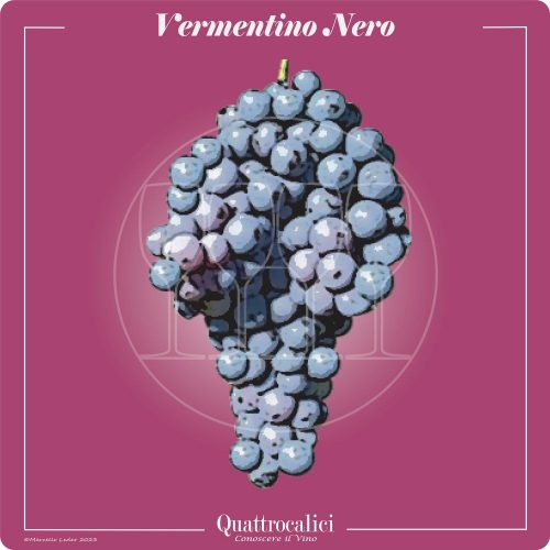 Vitigno  Vermentino nero