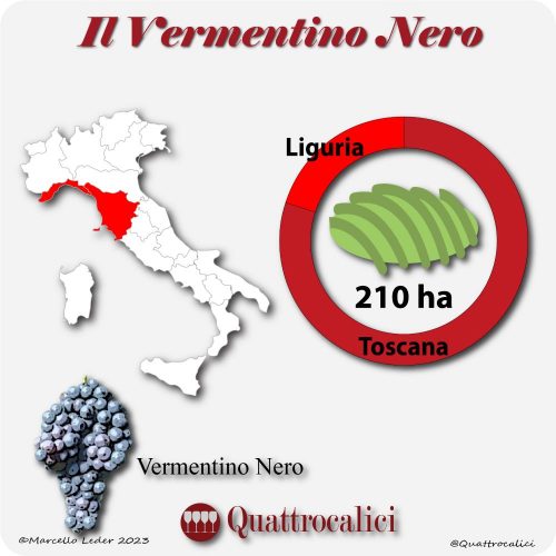 Il Vitigno Vermentino nero e la sua coltivazione in Italia