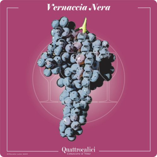 Vitigno  Vernaccia nera