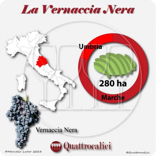 Il Vitigno Vernaccia nera e la sua coltivazione in Italia