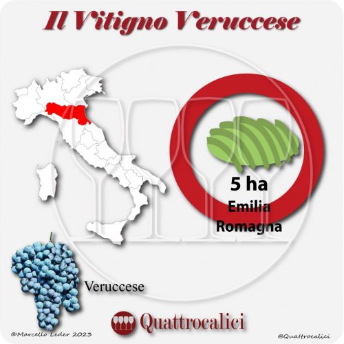 Il Vitigno Veruccese e la sua coltivazione in Italia