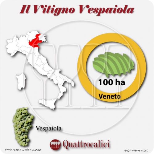 Il Vitigno Vespaiola e la sua coltivazione in Italia