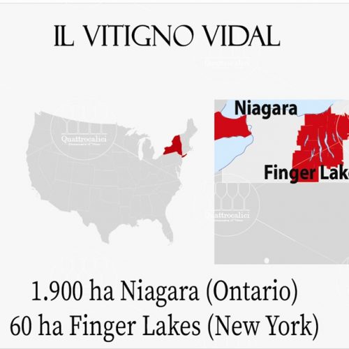 vitigno vidal