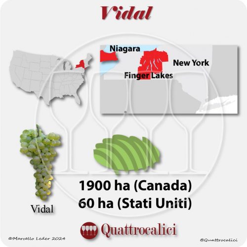 Il vitigno Vidal in Canada