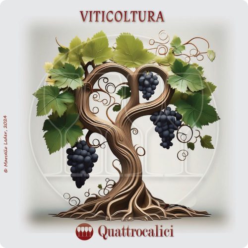 La viticoltura nei dettagli