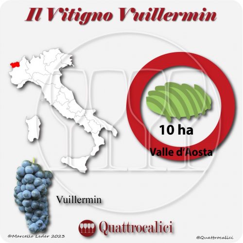 Il Vitigno Vuillermin e la sua coltivazione in Italia